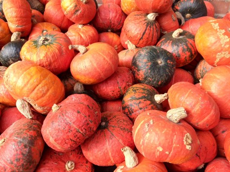 Hokkaidokürbis im Verein