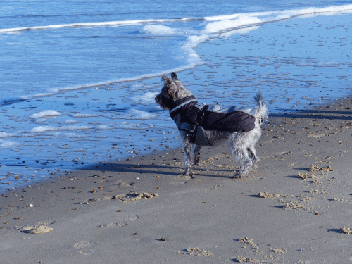 Hund bellt das Meer an