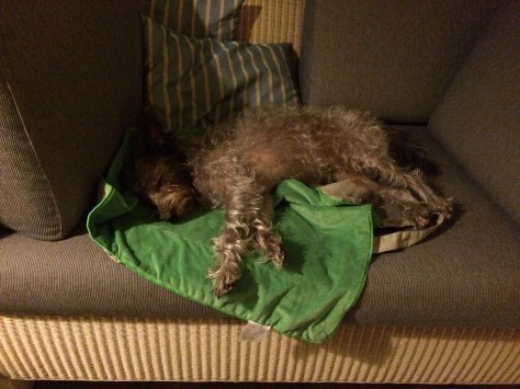 Schlafender kleiner Hund auf der Couch i Ferienhaus