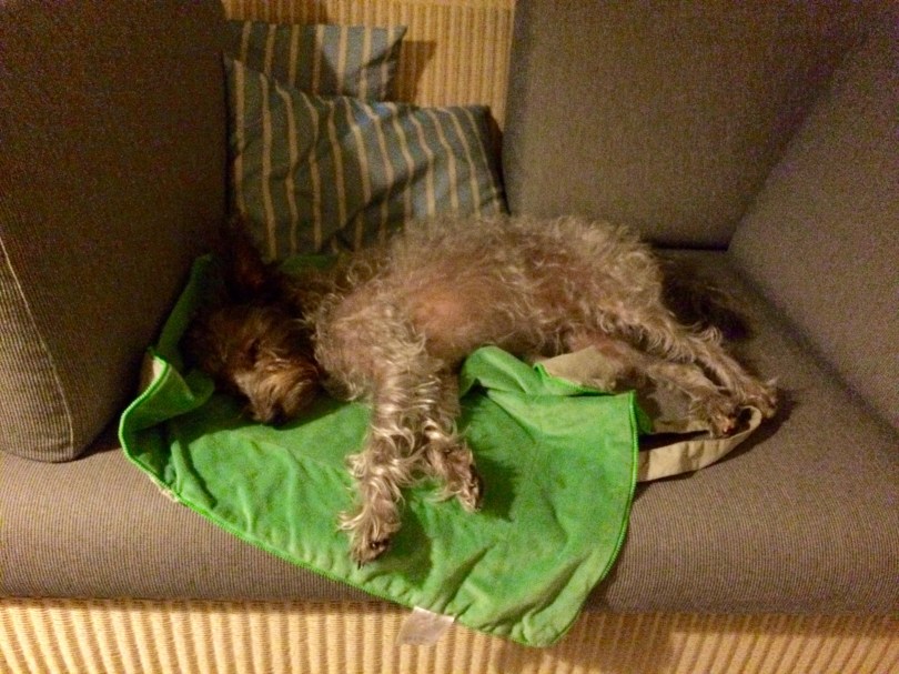 kleiner Hund schläft auf der Couch