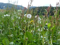 Blumenwiese für die Rinder