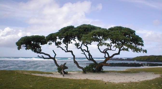 windschiefer Baum am Strand von Mauritius