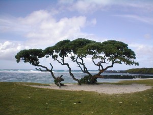 windschiefer Baum am Strand von Mauritius