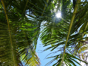 Sonnenlicht in Palmblättern