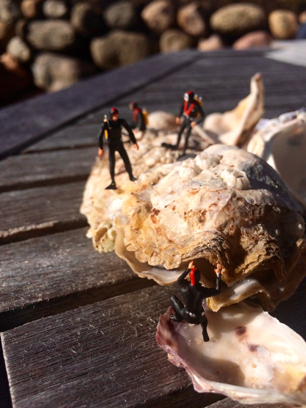 Miniaturtaucher auf einer Auster