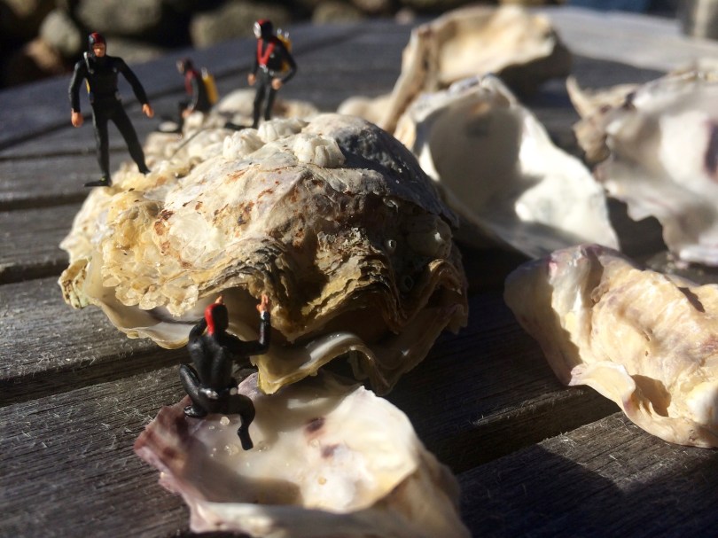 Miniaturtaucher auf und vor einer geöffneten Auster