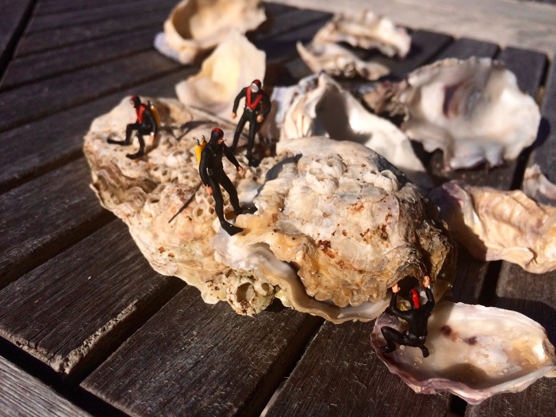 Minaturtaucher auf großer Auster, mehrere kleinere Austern im Hintergrund