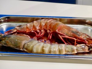 Riesengarnele - noch roh, aber schon geputzt