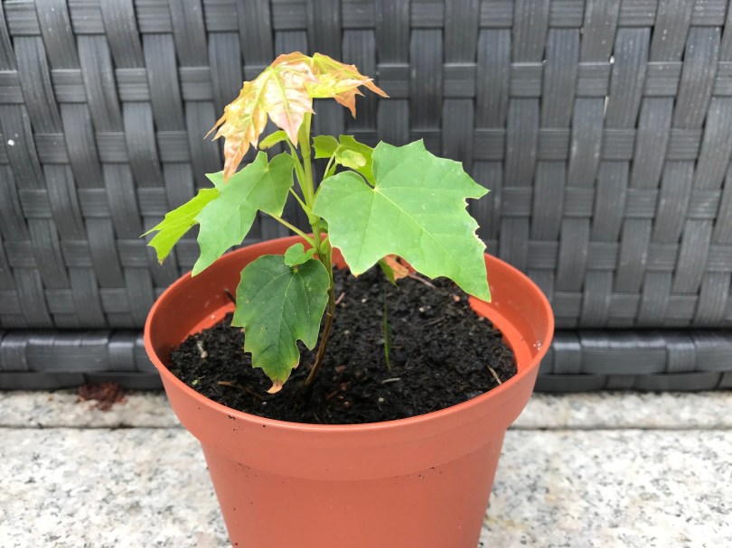 Baumkeimling mit wenigen Blättern, vermutlich ein Ahorn